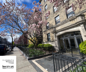 Magnolia tree in bloom at 1000 Hudson Street, Hoboken NJ