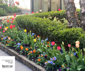 Tulips blossom in Hoboken NJ