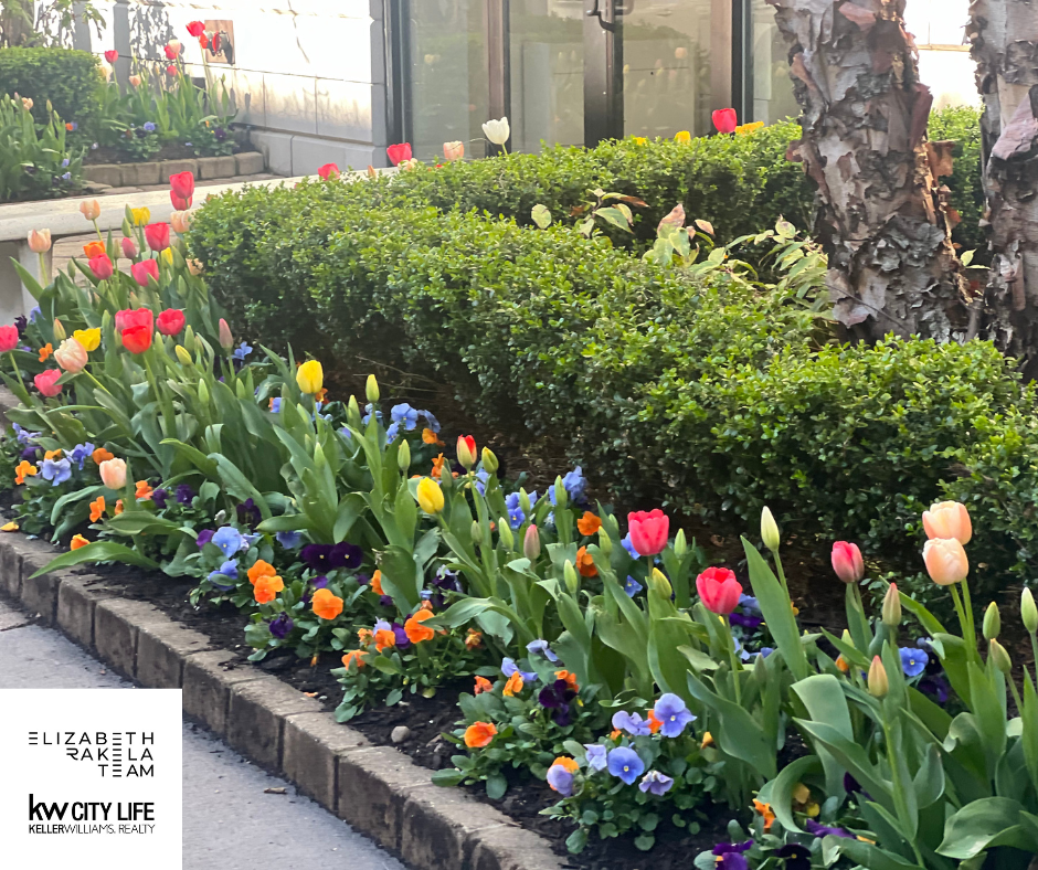 Tulips blossom in Hoboken NJ