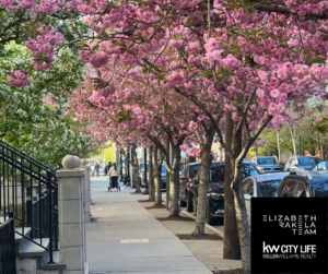 Blossoms in Hoboken