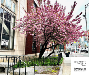 Cherry Blossoms in Hoboken NJ