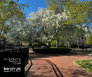 Blossoming Tree in Elysian Park, Hoboken NJ